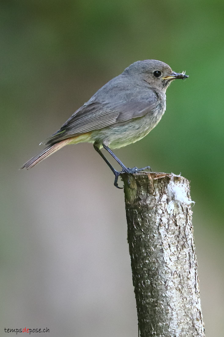 Rougequeue noir - (Black Redstart)