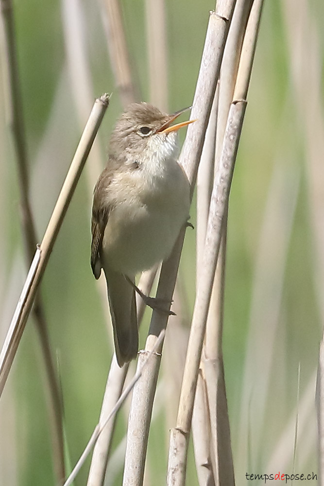 Rousserolle effarvatte - (Common Reed-warbler)