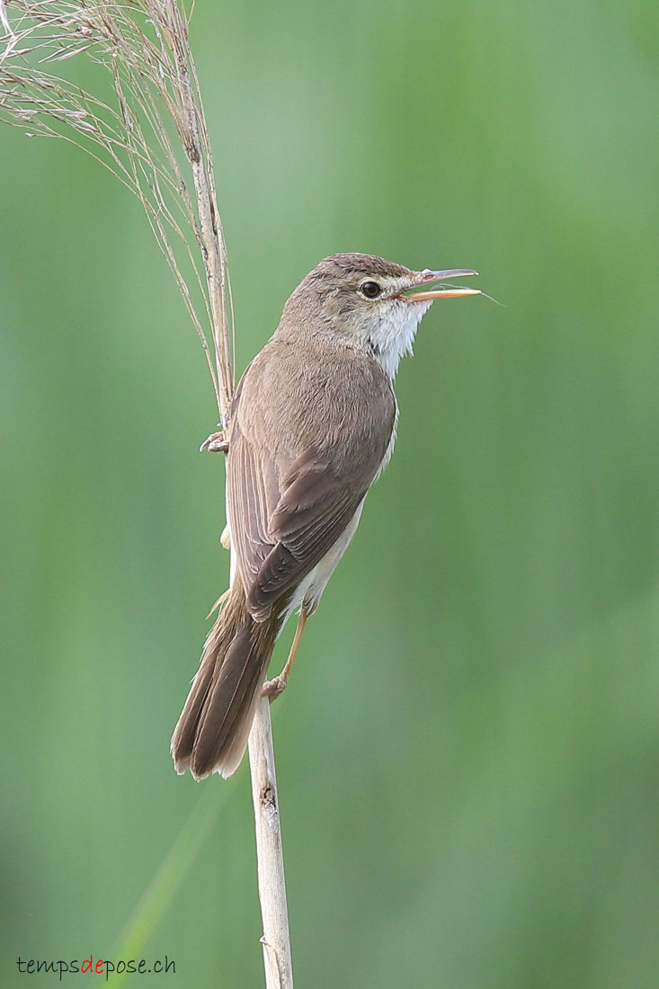 Rousserolle effarvatte - (Acrocephalus scirpaceus)