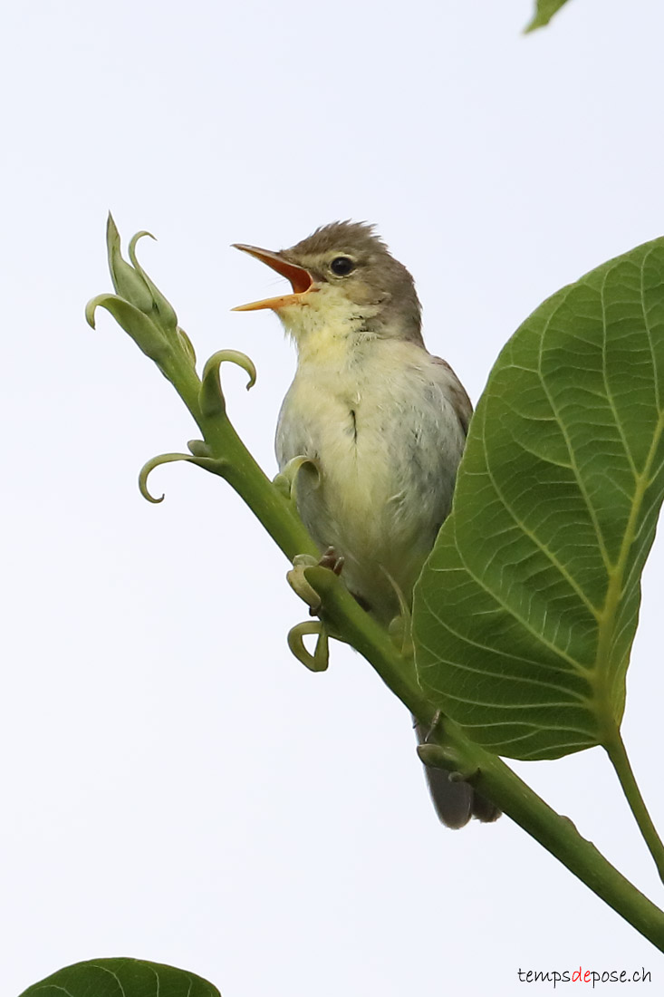 Rousserolle verderolle - (Marsh Warbler)