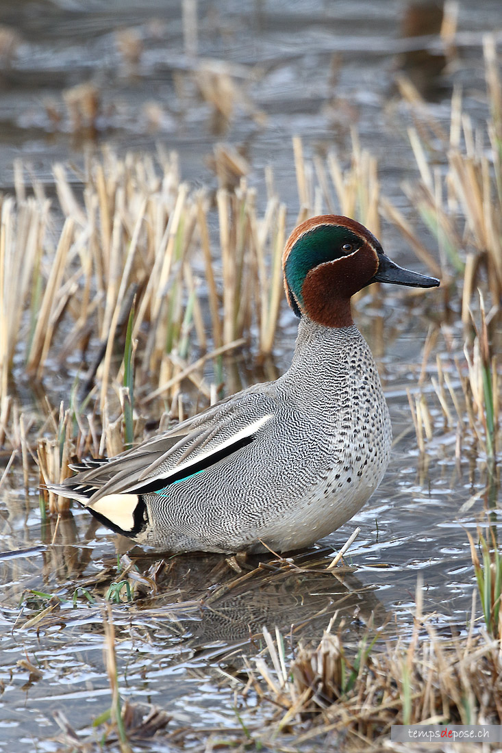 Sarcelle d'hiver - (Common Teal)