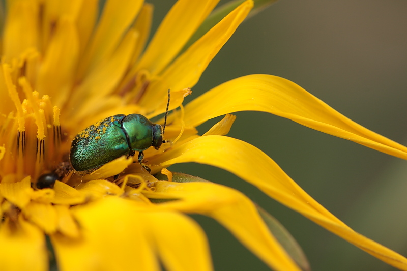 scarab sur une fleur