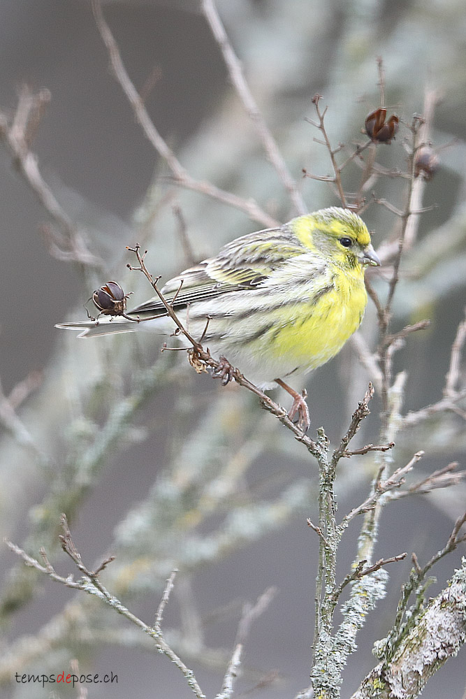 Serin cini - (European Serin)