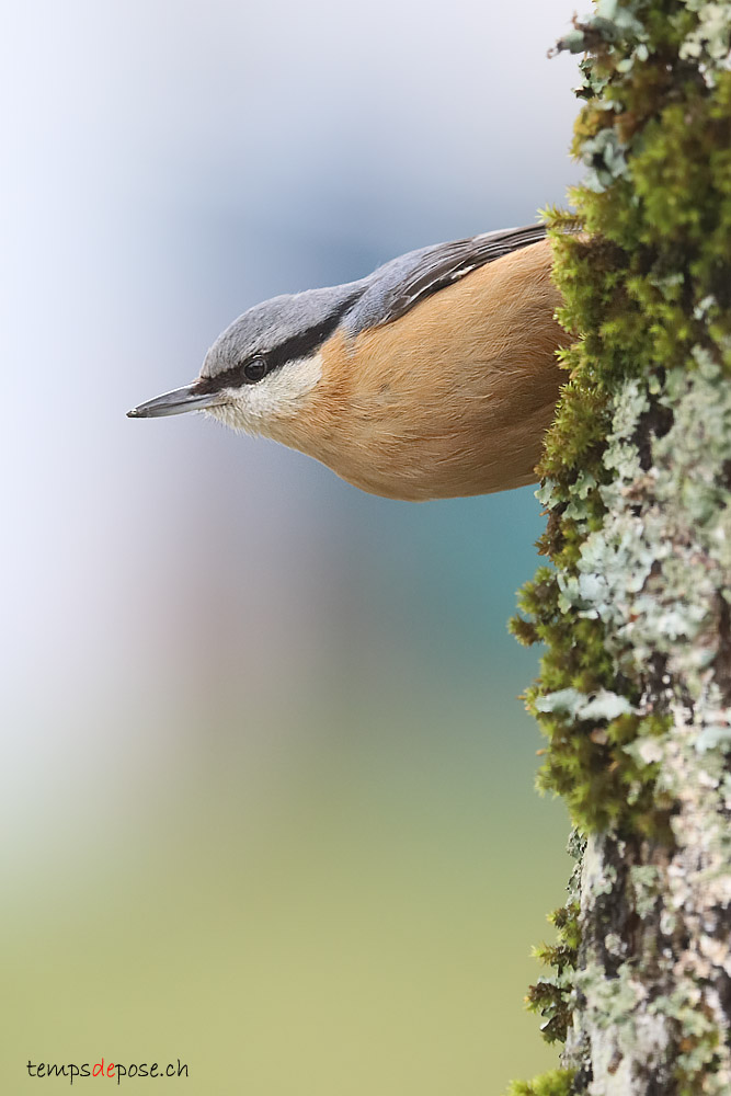 Sittelle Torchepot - (Eurasian Nuthatch)