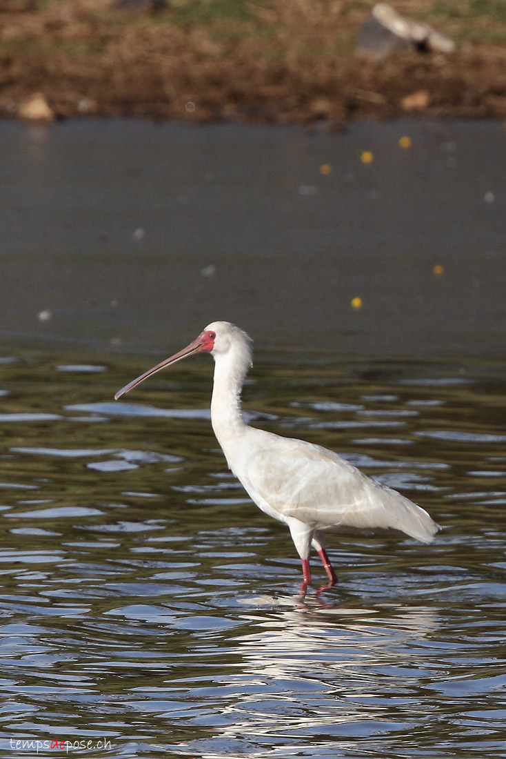 Spatule d'Afrique - (African Spoonbill)