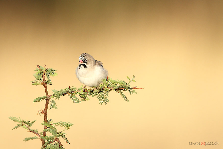 Sporopipe squameux - (Namibie)