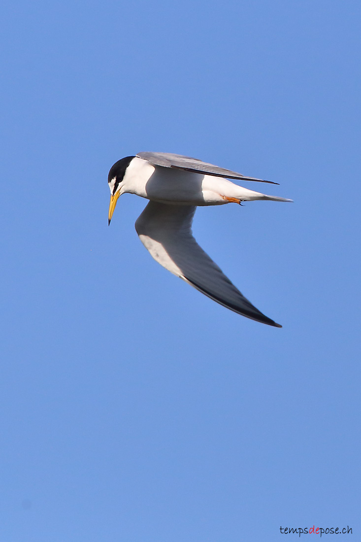 Sterne naine - (Little Tern)