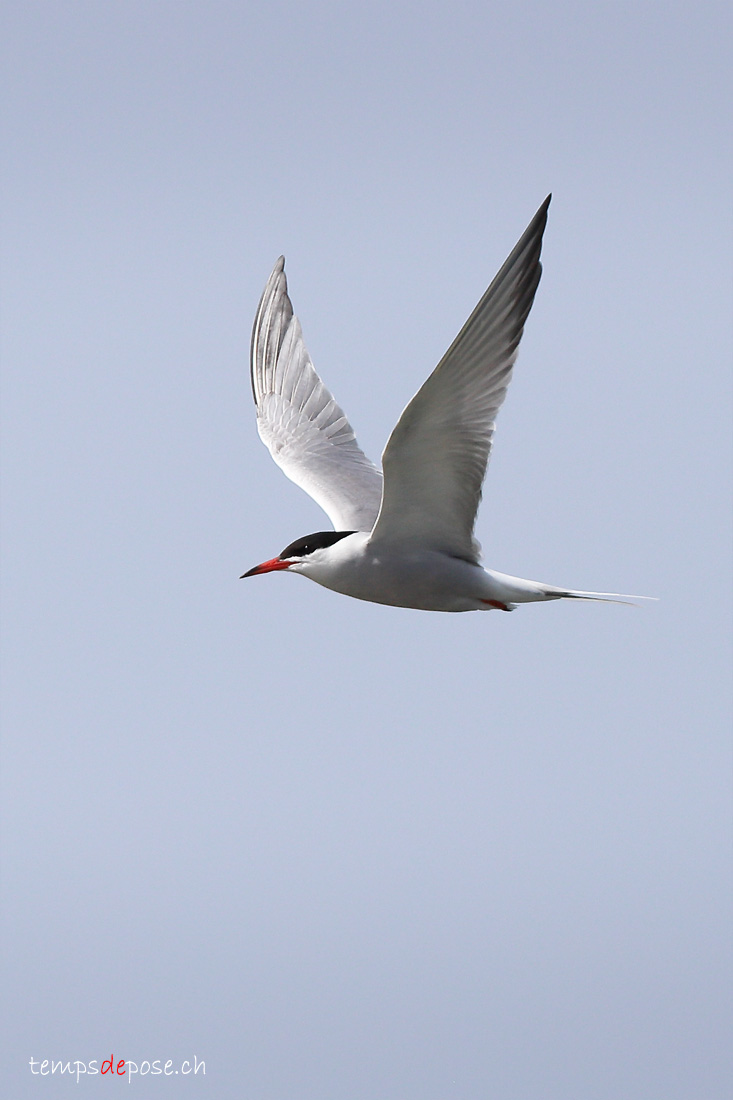 Sterne pierregarin - (Sterna hirundo)