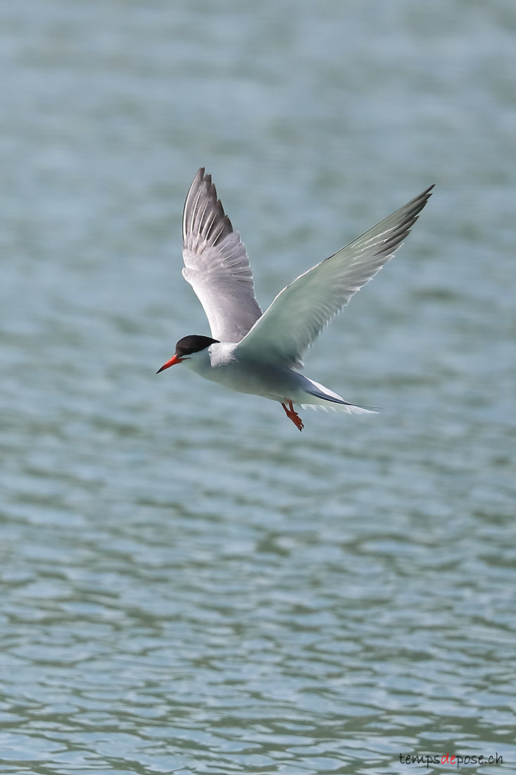 Sterne pierregarin - (Common Tern)
