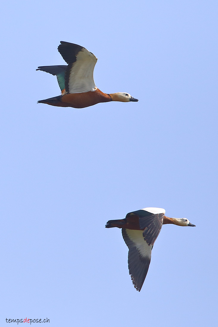 Tadorne casarca - (Ruddy Shelduck)