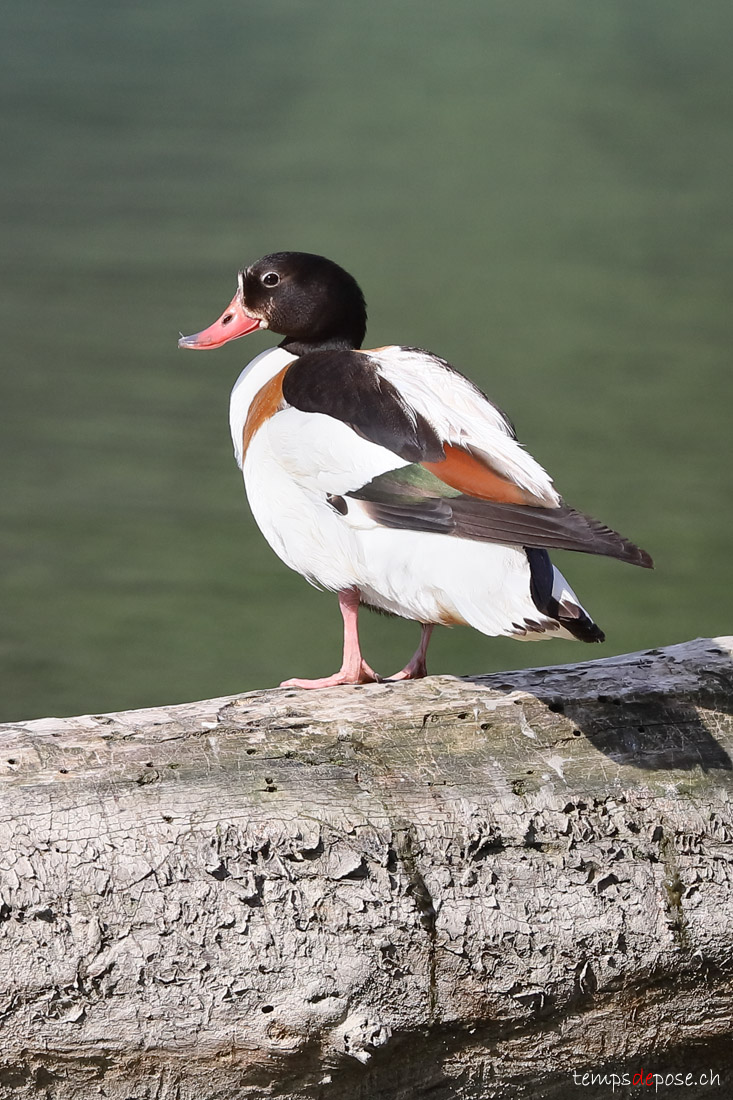 Tadorne de Belon - (Common Shelduck)