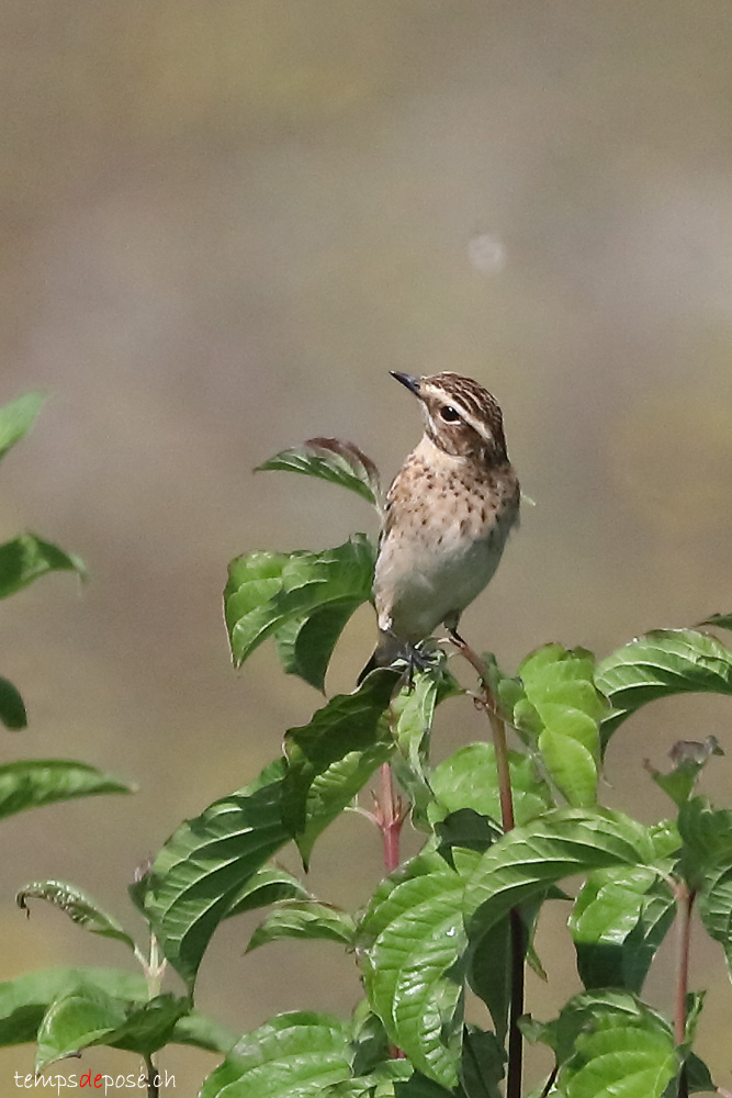 Tarier des prs - (Whinchat)