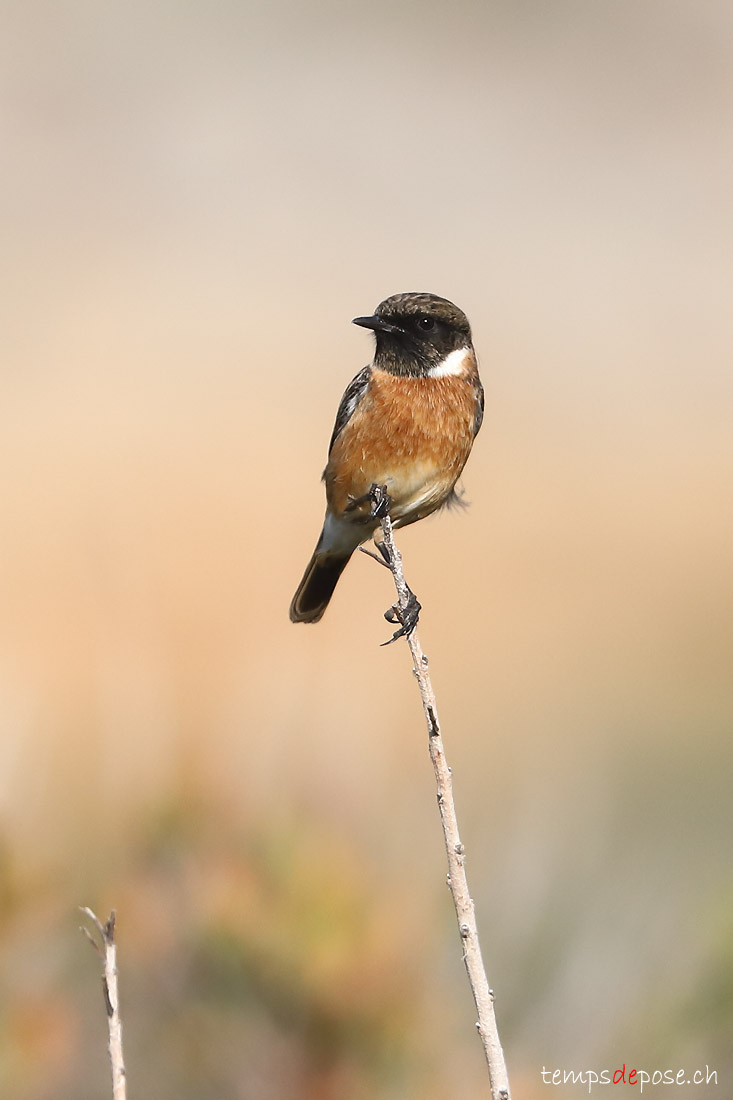 Tarier ptre - (Saxicola rubicola)