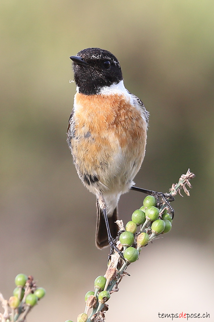 Tarier ptre - (Saxicola rubicola)