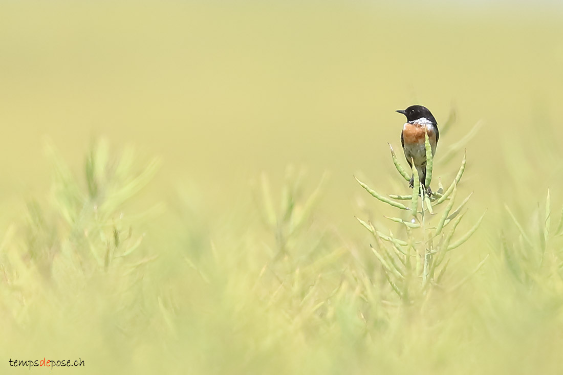 Tarier ptre - (Common Stonechat)