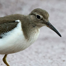 Chevalier guignette - (Actitis hypoleucos)