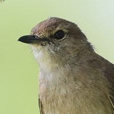 Pale Flycatcher - (Agricola pallidus)