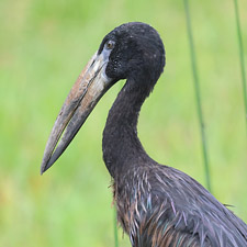 African Openbill - (Anastomus lamelligerus)