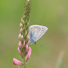 Papillon bleu