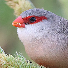 Astrild ondul - (Estrilda astrild)