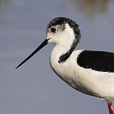 chasse blanche - (Himantopus himantopus)
