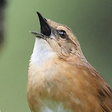 Cinnamon Bracken Warbler - (Bradypterus cinnamomeus)