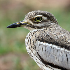 Water Thick-knee - (Burhinus vermiculatus)