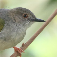 Camaroptre  dos gris - (Camaroptera brevicaudata)