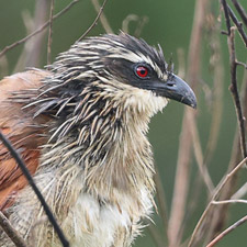 Coucal  sourcils blancs - (Centropus superciliosus)