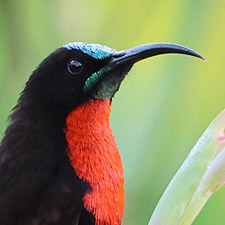 Souimanga  poitrine rouge - (Chalcomitra senegalensis)