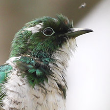 Klaas's Cuckoo - (Chrysococcyx klaas)