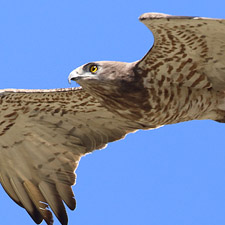 Short-toed Snake Eagle  - (Circaetus gallicus)