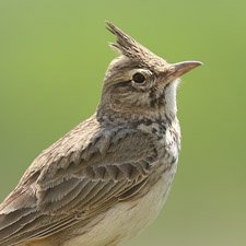 Cochevis hupp (Crested Lark)