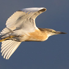 Crabier chevelu - (Squacco Heron)