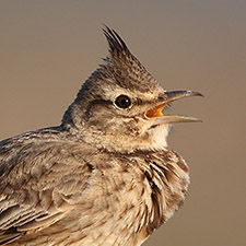Cochevis hupp - (Galerida cristata)