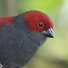 Dusky Crimsonwing - (Cryptospiza jacksoni)