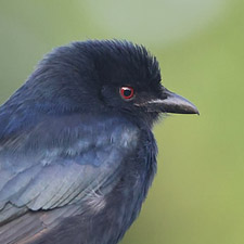 Drongo brillant - (Dicrurus adsimilis)