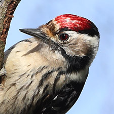 Lesser Spotted Woodpecker - (Dryobates minor)