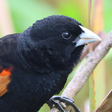 Fan tailed Widowbird - (Euplectes axillaris)