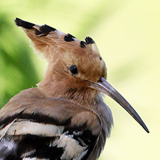Huppe fascie - (Upupa epops)