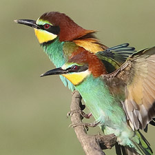 Gupier d'Europe - (European Bee-eater)