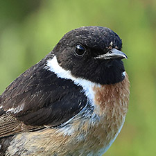 Tarier ptre - (Saxicola rubicola)