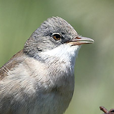 Fauvette grisette - (Curruca communis)