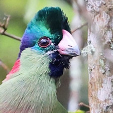 Rwenzori Turaco - (Gallirex johnstoni)