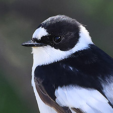 Gobemouche � collier - (Ficedula albicollis)
