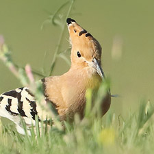 Eurasian Hoopoe - (Upupa epops)