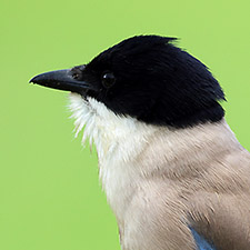 Pie ibrique - (Cyanopica cooki)