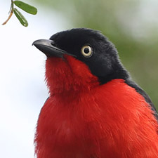 Black-headed Gonolek - (Laniarius erythrogaster)