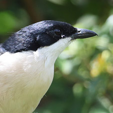 Tropical Boubou - (Laniarius major)