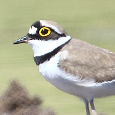 Petit Gravelot - (Little Ringed Plover)